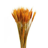 50Pcs/lot Real Wheat Ear Flower Natural Dried Flowers for Wedding Party Decoration