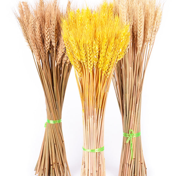 50Pcs/lot Real Wheat Ear Flower Natural Dried Flowers for Wedding Party Decoration